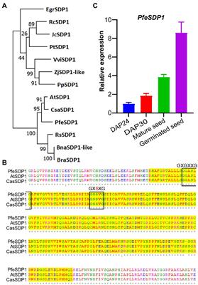 Suppression of Physaria fendleri SDP1 Increased Seed Oil and Hydroxy Fatty Acid Content While Maintaining Oil Biosynthesis Through Triacylglycerol Remodeling